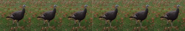 Wild turkey in Northeast Ohio as part of the "Free Turkeys this Holiday" blog post by Anthony Mrugacz.